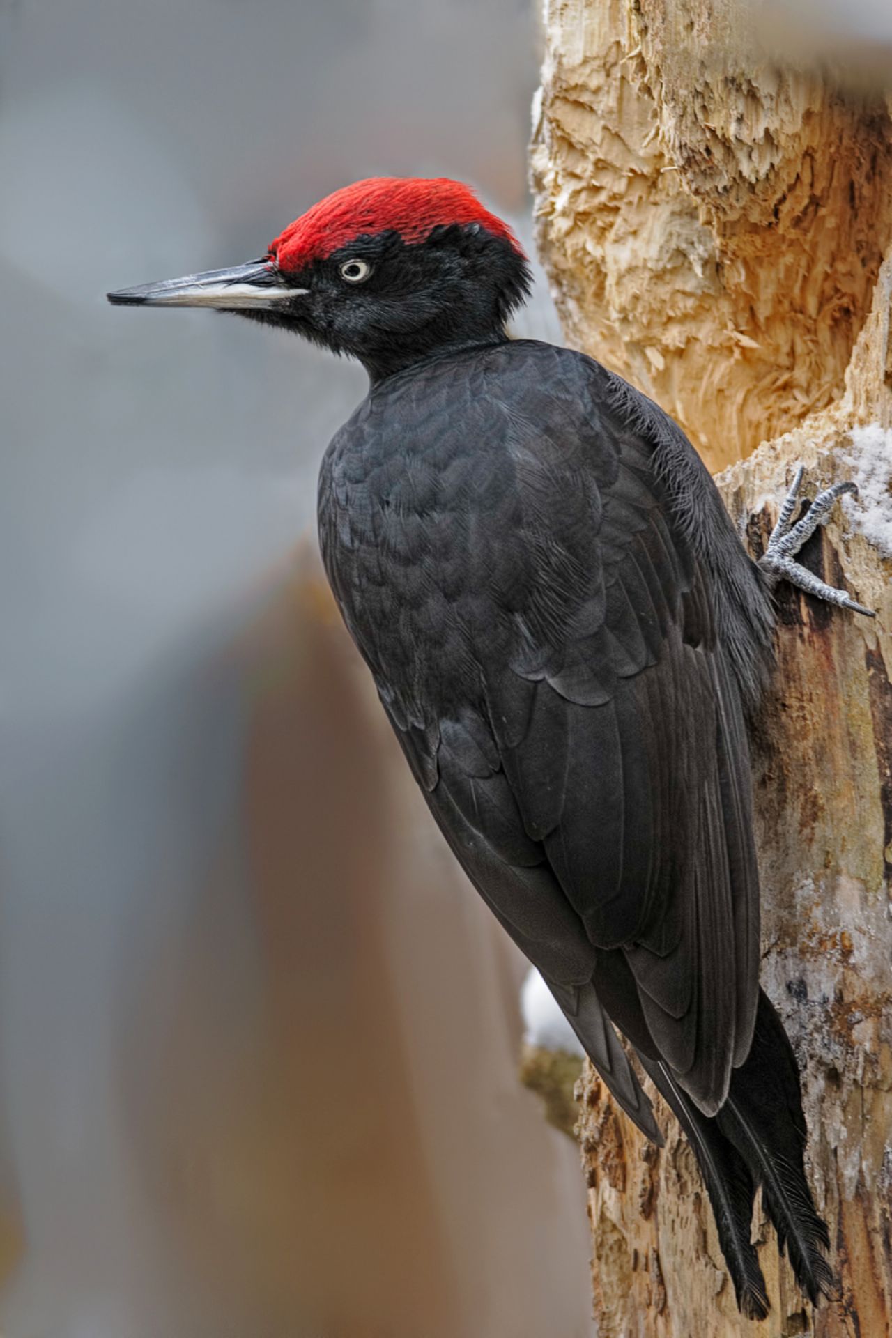 Picchio nero (Dryocopus martius)